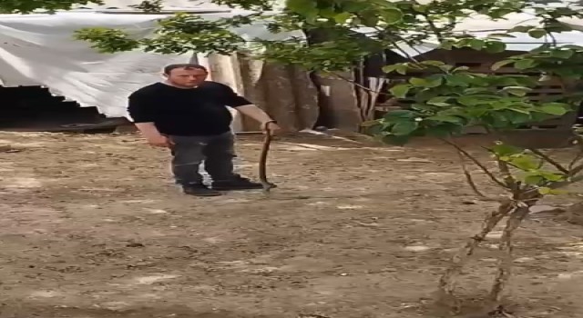 Bursada bahçesine giren yılanı elleriyle yakaladı