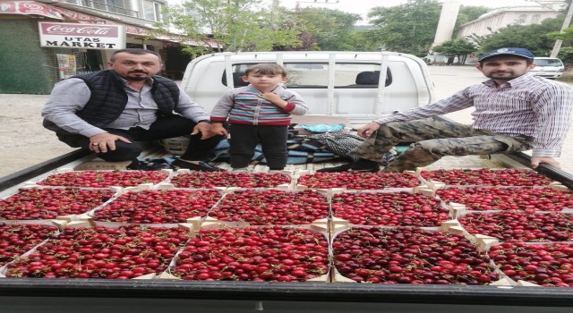Bursada kiraz hasadı başladı