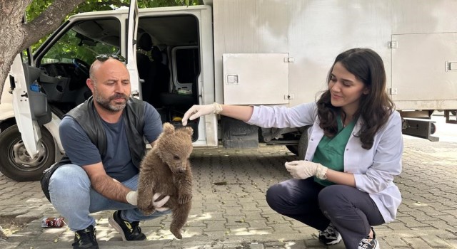 Bursada sevimli ayı yavrusu bulundu