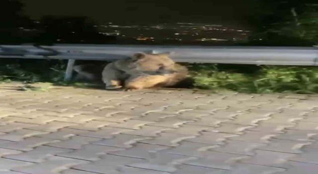 Bursada yabani hayvanlar şehir merkezinde