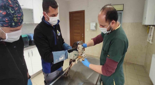Bursada yaralanan şahine vatandaş sahip çıktı