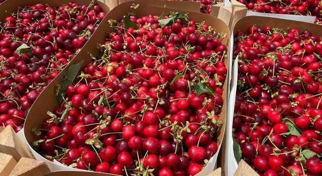 Bursanın meşhur erik ve kirazı halde yerini aldı