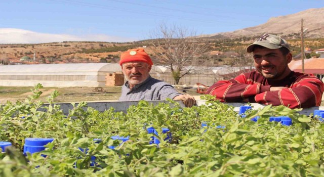 Büyükşehirin hibe ettiği, Antep fıstığı ve kekikler Elmalıda toprakla buluştu