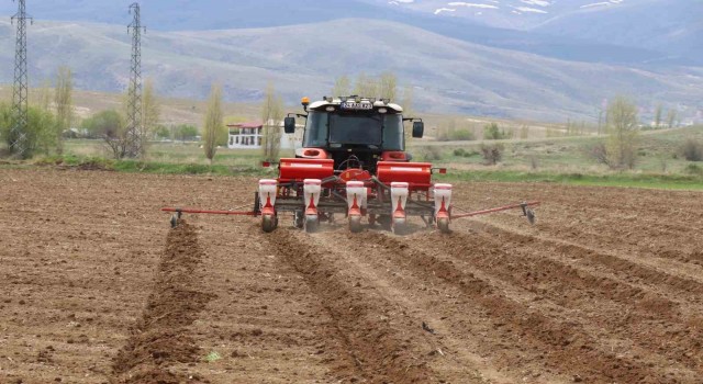 Çayırlıda ayçiçeği ekimi başladı