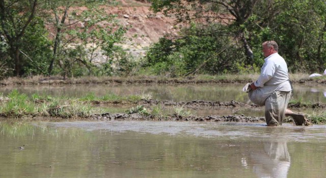 Çeltik ekimi gecikmeli başladı