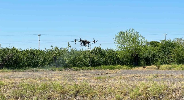 Çeltikler Düzcede dron ile dikilecek