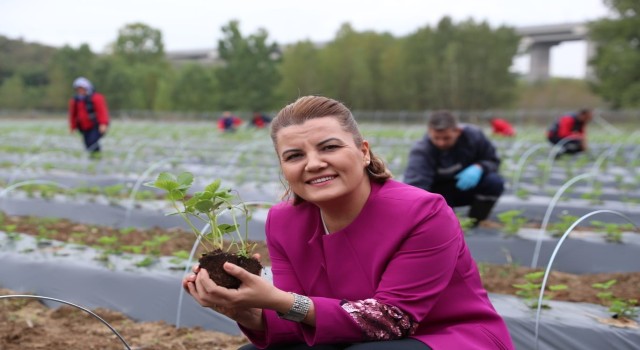 Çilek Köyde hasat edilen çilekler Çınar Halk Market ve Gülümse Kafede yerini aldı