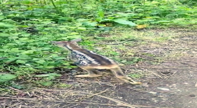 Çoban köpeklerinin bulduğu yavru karacayı, önce koruma altına aldı, sonra doğaya bıraktı