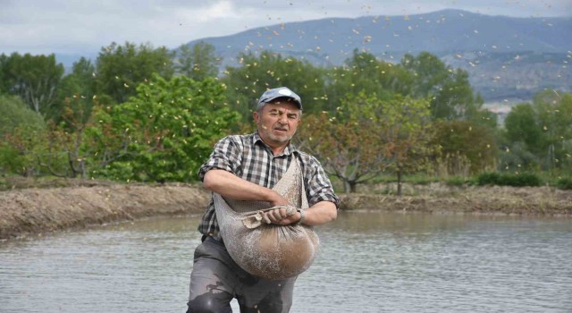 Coğrafi işaretli Tosya pirincinin zorlu ekim mesaisi başladı