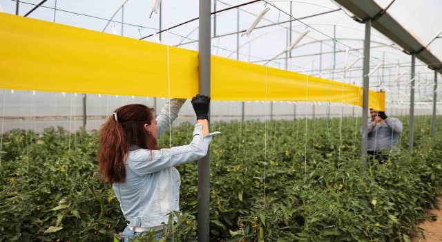 Denizlili üreticilere haşerelerle mücadele desteği sürüyor