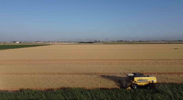 Depremin vurduğu Hatay Amik Ovasında buğday hasadı başladı