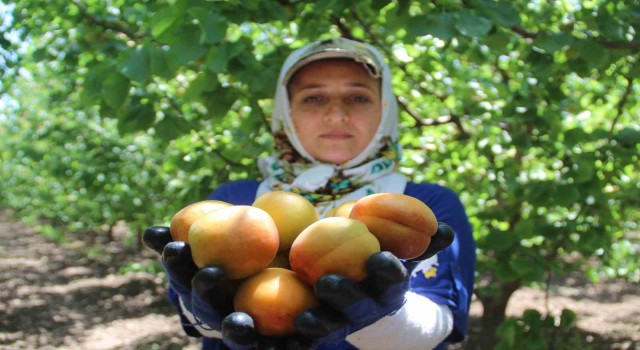 Depremin vurduğu Hatayda kayısı hasadı başladı