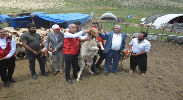 Depremzede yetiştiricilere karşılıksız 43 bin 618 hayvanın dağıtımı başladı