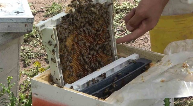 Devletten aldığı destekle yılda 5 bin kraliçe arı üretiyor: Tanesi 300 lira