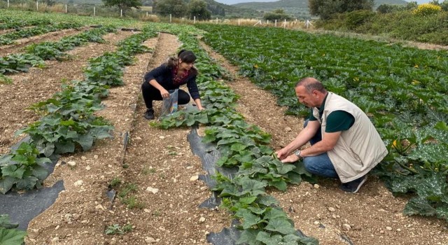 Didimde hasat öncesi kimyasal kalıntı analizleri yapılıyor