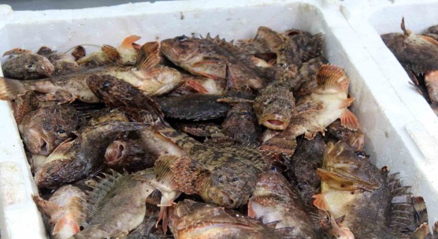 Dışı zehirli, içi lezzetli iskorpit balığı tezgahlarda