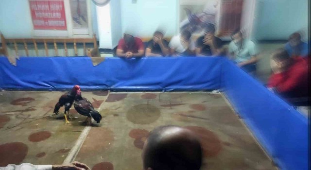 Diyarbakırda dernekte horoz dövüşü baskını: 117 bin lira para cezası kesildi