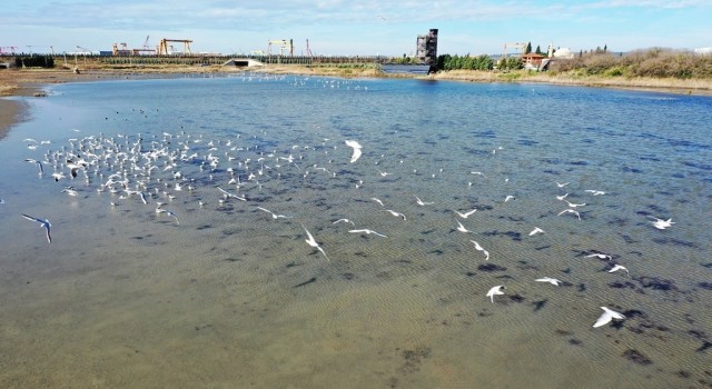 Doğal yaşam alanı korunan Hersek Lagününde üreyen kuş türü sayısında artış