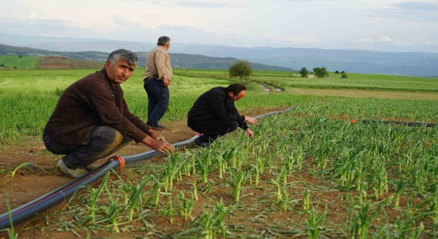 Dolu yağışının vurduğu Taşköprü sarımsağı tarlalarında yüzde 50 verim kaybı öngörülüyor