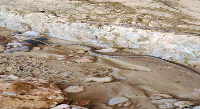 Elazığda 1,5 metre uzunluğunda yarı zehirli kocabaş yılanı görüntülendi