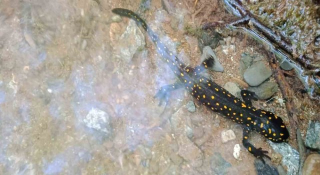 Elazığda benekli semender izleme çalışması yapıldı