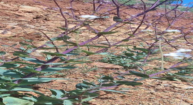 Elazığda düğmeli çöven bitkisi izleme çalışması yapıldı