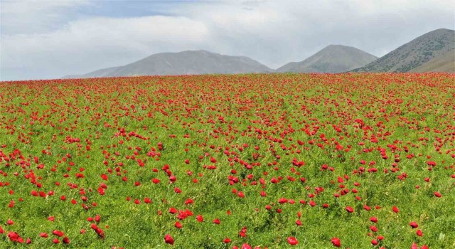 Elazığda gelincikler tarlaları kırmızıya boyadı