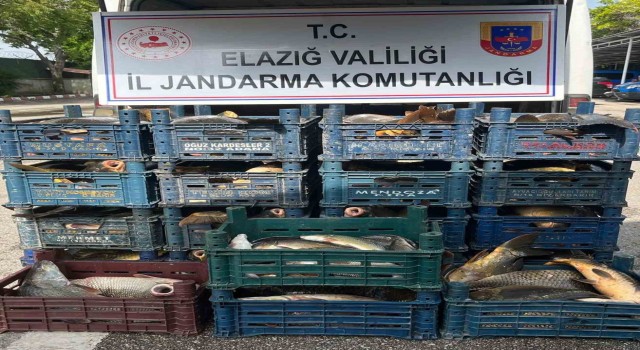 Elazığda kaçak avlanan 1 ton 400 kilo balık ele geçirildi