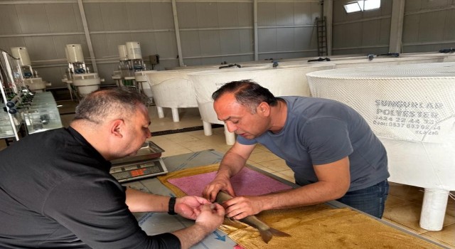 Elazığda siraz balığı üretim çalışmaları başladı