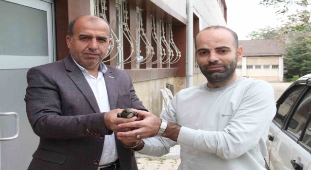 Elazığda vatandaşın bulduğu ebabil kuşu, koruma altına alındı