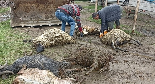 Ercişte ahıra kurt girdi, koyunları telef etti