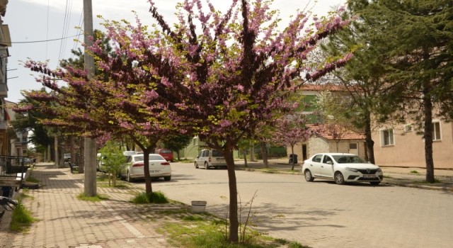 Erguvanlar Gedizin caddelerini süslüyor
