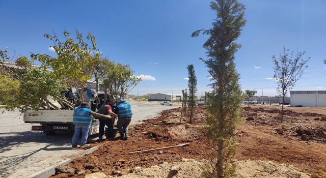 Eyyübiyenin her karışı yeşillendiriliyor