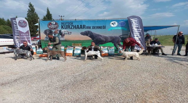 Fermalı av köpekleri Salihlide yarıştı