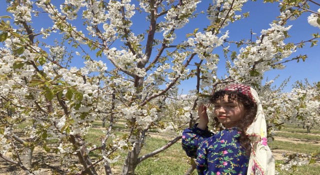 Fotoğrafçılar en güzel çiçek açan kirazı çekmek için birbirleri ile yarıştı