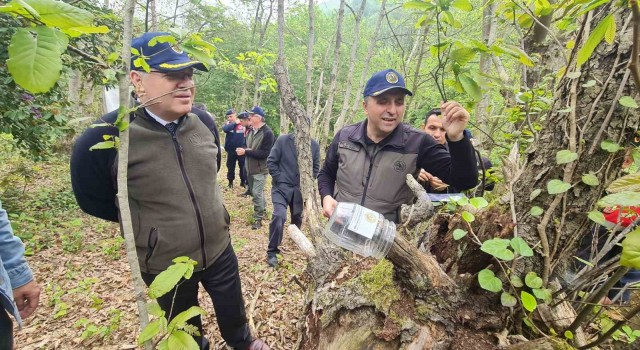 Gal arısıyla mücadelede Torymus sinensis böceğini doğaya saldılar