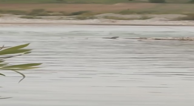 Garzan Çayında nesli tehdit altında olan Su Samuru görüldü