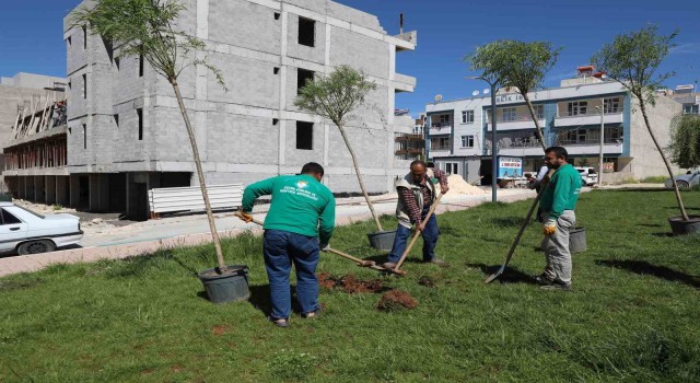 Haliliyede ağaçlandırma çalışması