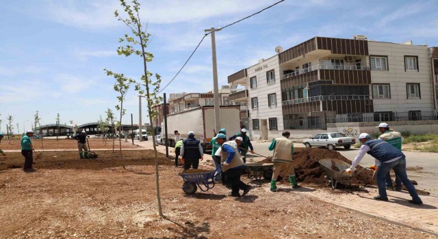 Haliliyede parklar güzelleşiyor