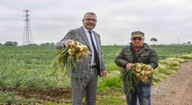 Hasat sonrası soğan fiyatı 7 liraya kadar düşecek