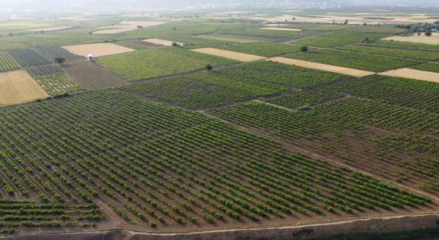 Hatayda depremzede üreticiler üzüm yaprağı mesaisinde