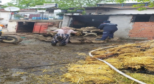 Hayvan damında yangın çıktı, onlarca küçükbaş hayvan kurtarıldı