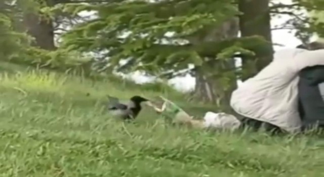 ‘Hırsız Karga parkta oturan gençlerin cipsini çaldı