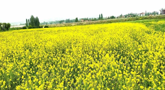 Hububat tarlasındaki yabani sarı hardal otu görsel şölen sunuyor