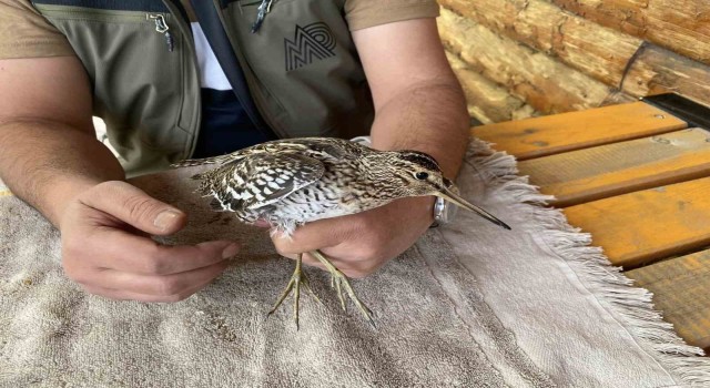 Iğdırda uçamaz halde bulunan Su Çulluğu kuşu tedavi altına alındı