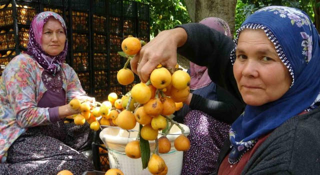 İhracat yolundaki son yenidünyalar yüz güldürüyor