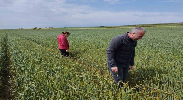 İlçe Tarım Müdürlüğü çiftçileri sarı pas hastalığına karşı uyardı