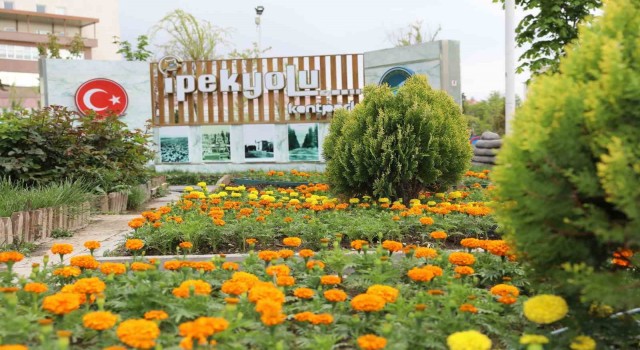 İpekyolunda 100 binlerce çiçek toprakla buluşuyor