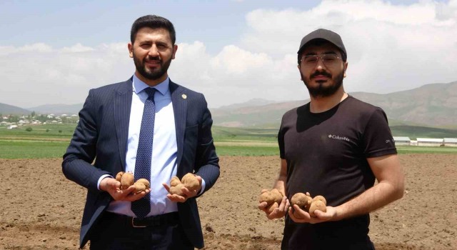 Iraktan dönen genç iş adamı, Cilo Dağı eteklerinde 100 dönümlük alana patates ekimine başladı