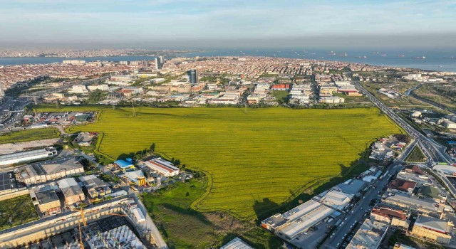 Istanbulda Kanola Tarlası manzarası görenleri mest etti
